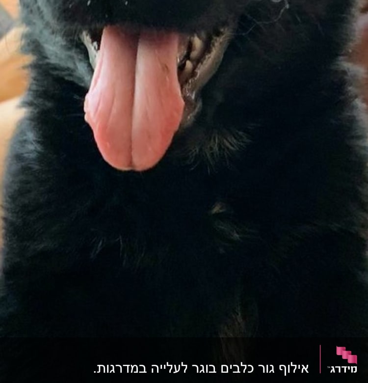 גור כלבים שחור עם לשון בחוץ